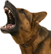 Aggressive Dog Before